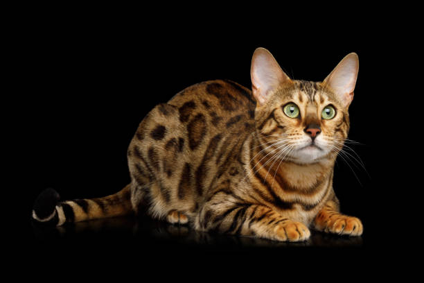 istock Adorable breed Bengal Cat isolated on Black Background 868796438