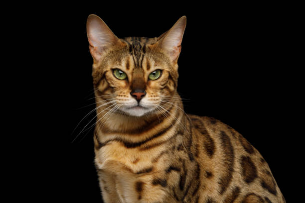 istock Adorable breed Bengal Cat isolated on Black Background 868796518