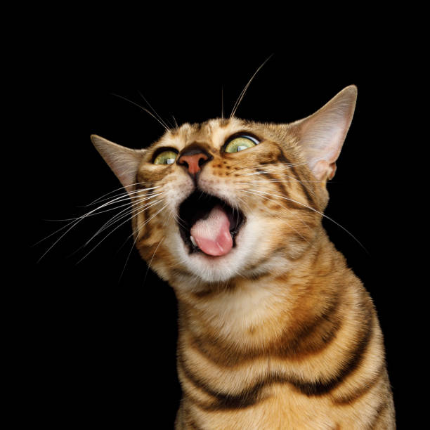 istock Adorable breed Bengal Cat isolated on Black Background 868796554