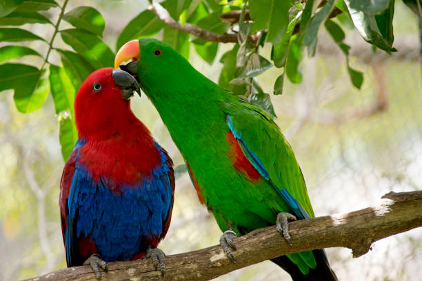 eclectus parrot the male bright green and female red and blue eclectus parrots are next to each other eclectus parrot australia stock pictures, royalty-free photos & images