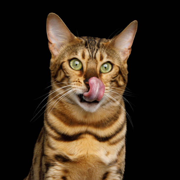 istock Adorable breed Bengal Cat isolated on Black Background 868796588
