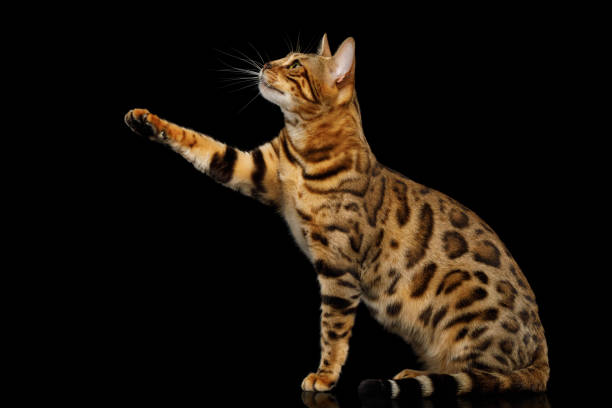 istock Adorable breed Bengal Cat isolated on Black Background 868796722