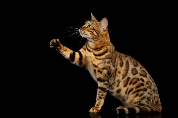 istock Adorable breed Bengal Cat isolated on Black Background 868796758