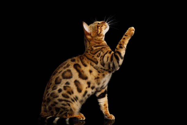 istock Adorable breed Bengal Cat isolated on Black Background 868796786