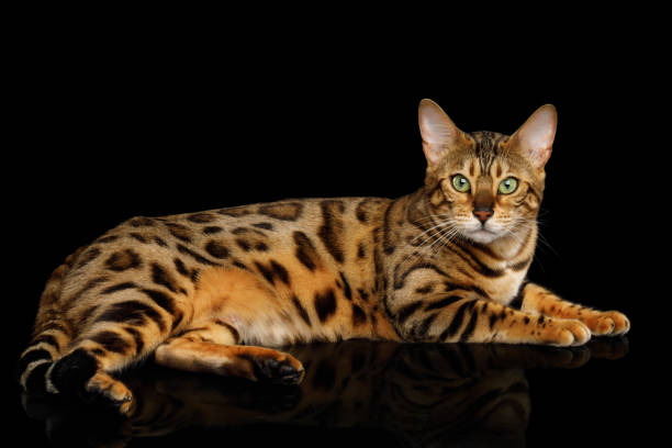 istock Adorable breed Bengal Cat isolated on Black Background 868796840