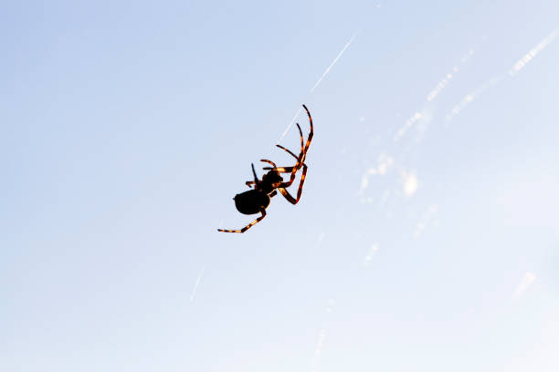 istock Silhouette of a spider 868797000