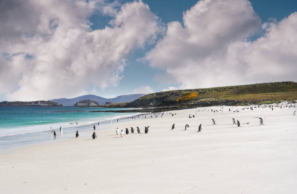 Colony of gentoo penguins playing and walking on a Falkland Islands white sandy beach with turquoise water and dramatic fluffy clouds. Large group of penguins on wide beach, no people, dramatic island seascape. gentoo penguin photos stock pictures, royalty-free photos & images