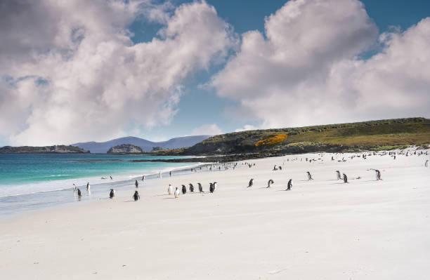 kolonia pingwinów gentoo bawiących się i chodzących po falklandach białej piaszczystej plaży z turkusową wodą i dramatycznymi puszystymi chmurami. - gentoo penguin zdjęcia i obrazy z banku zdjęć