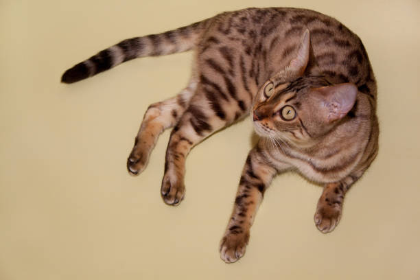 istock Beautiful bengal cat with big yellow eyes. 868800380