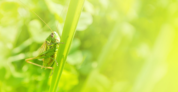 Big green grasshopper sitting on a blade of grass in beautiful sunlight macro close-up background with blurred green soft focus artistic leaf texture. Copy space.