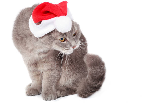 istock Cat in Santa Claus's cap on a white background 868803572