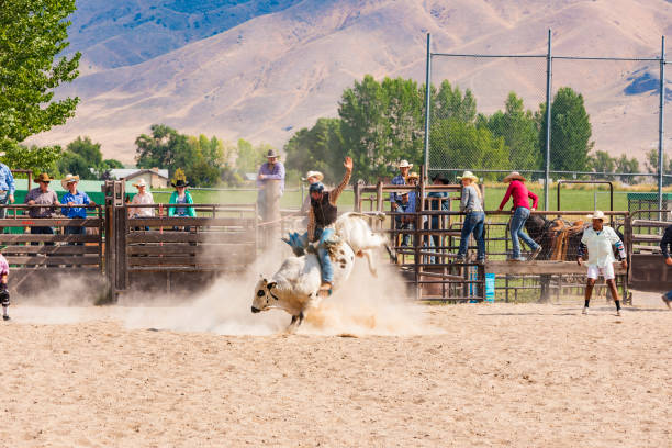 istock Cowboy Riding a Bull at a Rodeo 868812384
