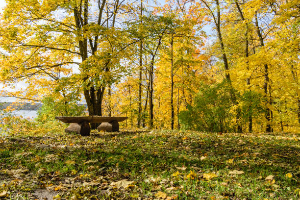 istock sunny morning in the woods. forest with tree trunks 868812566
