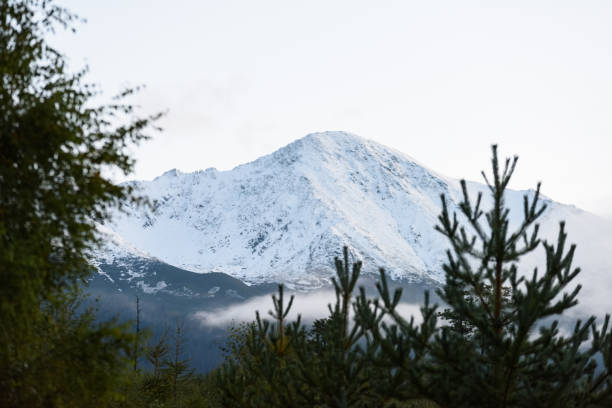 istock misty mountain view seen through trees and fog 868812874