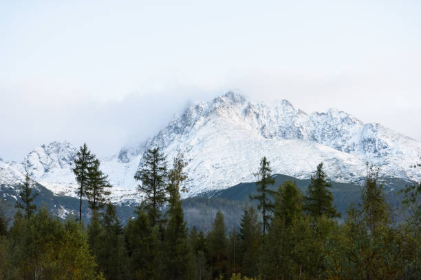 istock misty mountain view seen through trees and fog 868812910