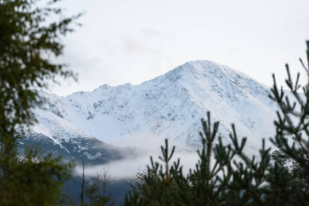 istock misty mountain view seen through trees and fog 868812912