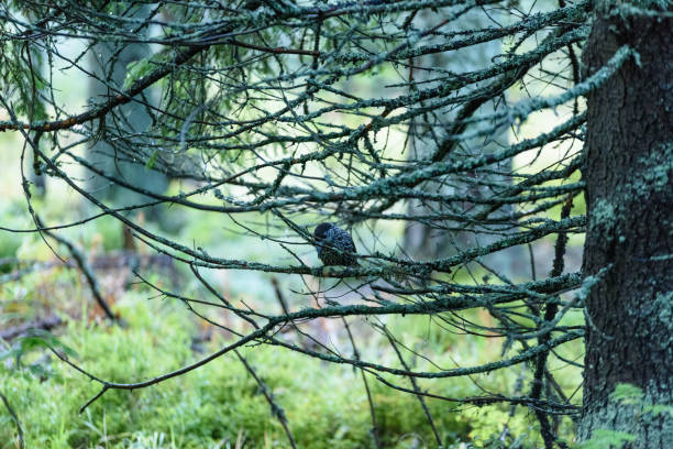 small wagtail bird in the tree in summer day