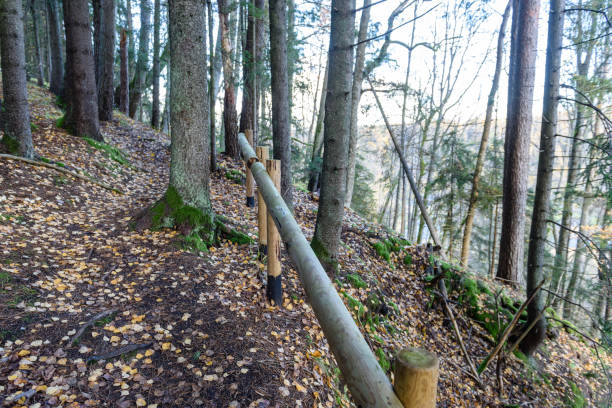 istock sunny morning in the woods. forest with tree trunks 868812992