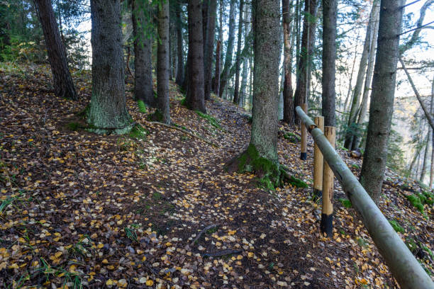 istock sunny morning in the woods. forest with tree trunks 868813024