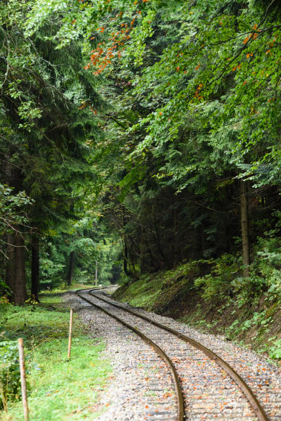 istock wavy railroad tracks in wet summer day in forest 868813138