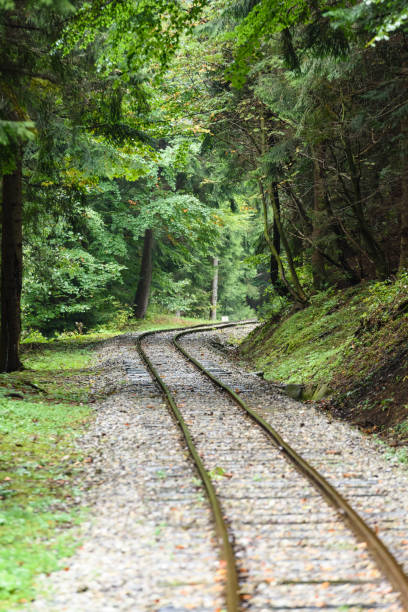 istock wavy railroad tracks in wet summer day in forest 868813152