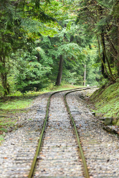 istock wavy railroad tracks in wet summer day in forest 868813160