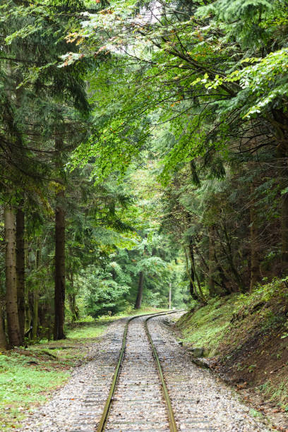istock wavy railroad tracks in wet summer day in forest 868813170