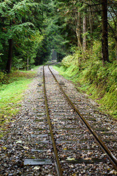 istock wavy railroad tracks in wet summer day in forest 868813178