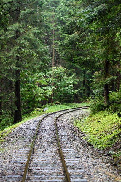 istock wavy railroad tracks in wet summer day in forest 868813188