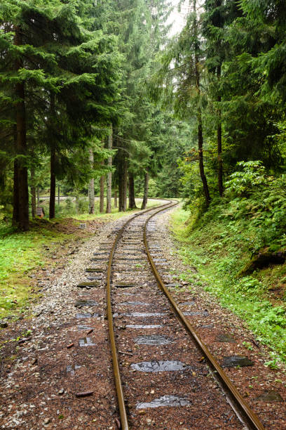 istock wavy railroad tracks in wet summer day in forest 868813220