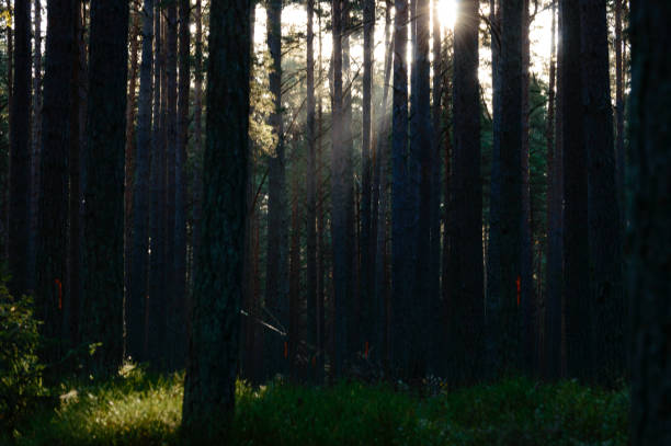 istock dark and moody forest trees at late evening 868813394