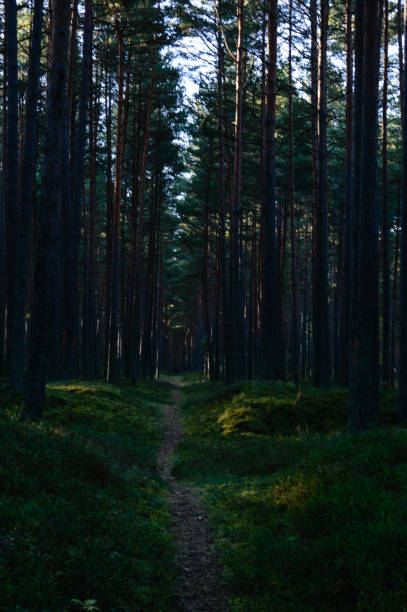 istock dark and moody forest trees at late evening 868813414