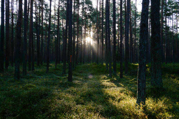 istock dark and moody forest trees at late evening 868813428