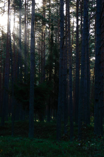istock dark and moody forest trees at late evening 868813456
