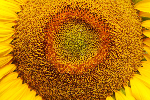 istock ripening sunflowers 868816170