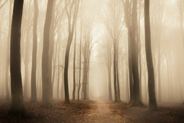istock Path through a misty forest during a foggy day 868819440