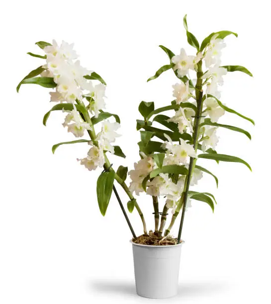 Flowering orchid Dendrobium Nobile in pot, isolated on white background