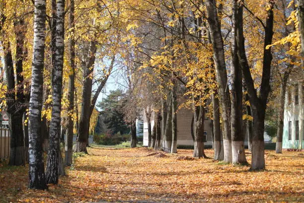 autumn panorama golden  alley birch trees  in sunny warm day in city park