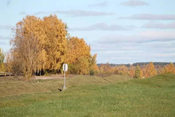 autumn panorama golden birch trees on green grass hills in sunny warm day