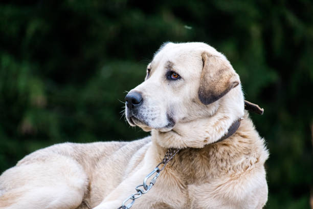 istock White dog proudly sits on a chain 868827076