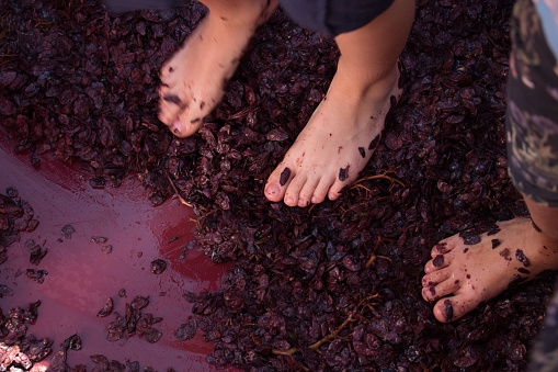 children groom with their feet the grapes to make wine