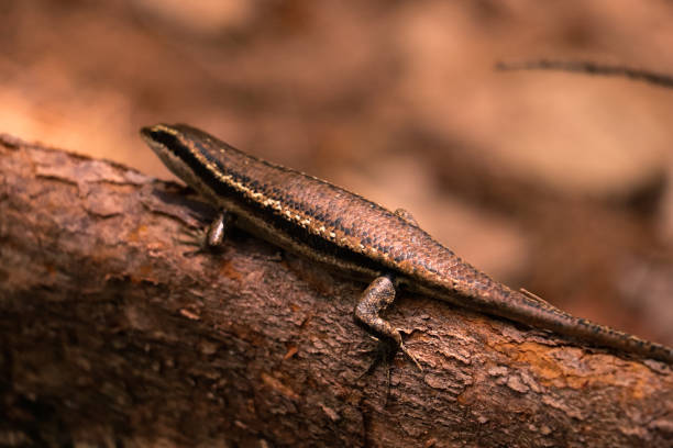 istock Lizard on the ground. Equatorial jungle 868830466