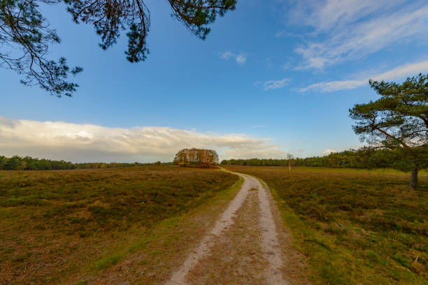 istock Path over heath in a moorland during autumn 868832984