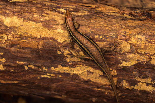 istock Lizard on the ground. Equatorial jungle 868833326