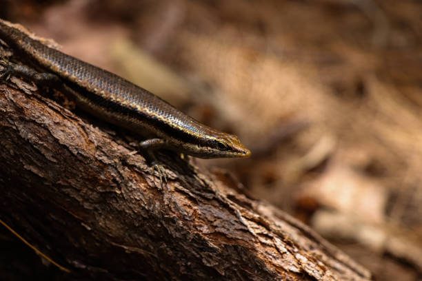 istock Lizard on the ground. Equatorial jungle 868833648