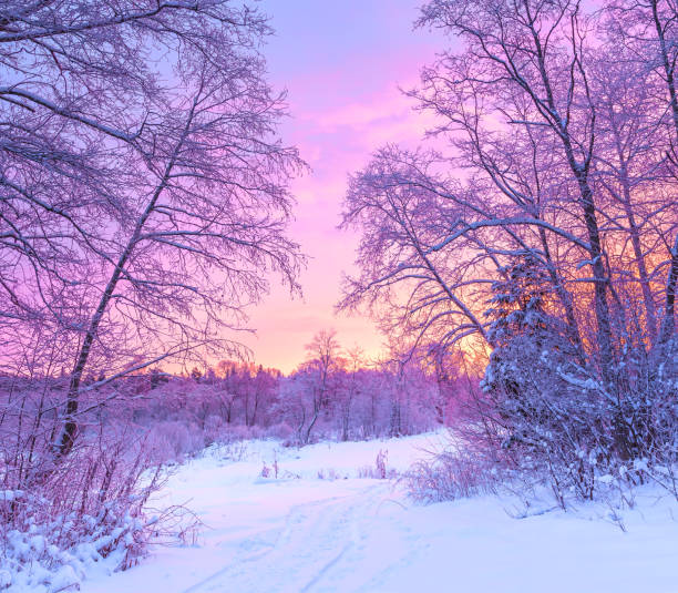 istock winter panorama landscape with forest, trees covered snow and sunrise 868834444