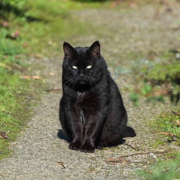 istock Black cat, long hair cat 868837942