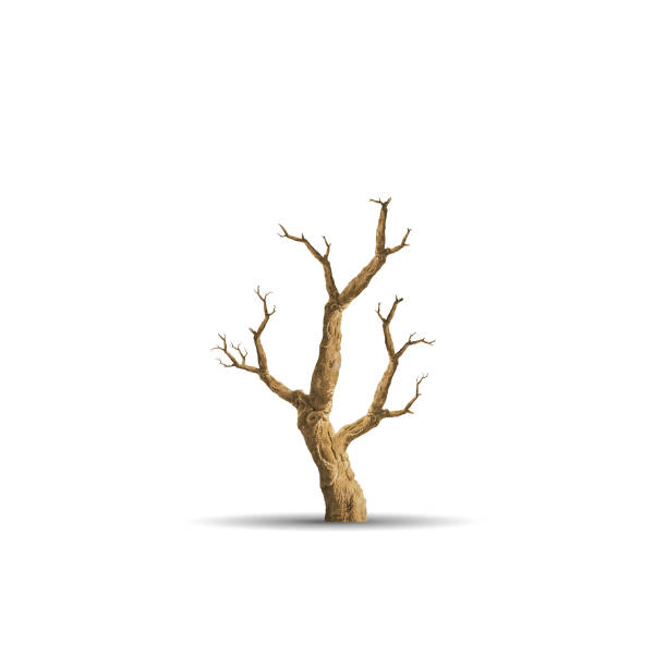 tree Dry tree isolated on white background bare tree stock pictures, royalty-free photos & images