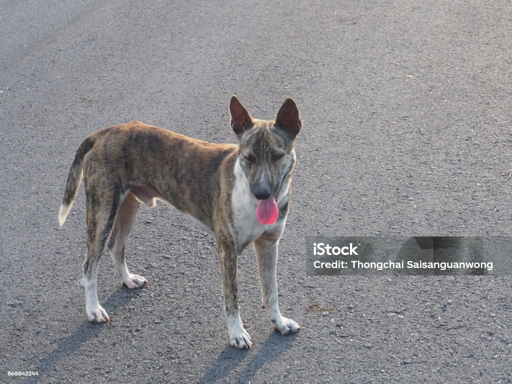 สุนัขพันธุ์ไทยยืนอยู่บนถนน ภาพสต็อก - ดาวน์โหลดรูปภาพตอนนี้ - กลางแจ้ง -  การตั้งค่า, การถ่ายภาพ - ภาพ, การล่าเหยื่อ - พฤติกรรมของสัตว์ - Istock