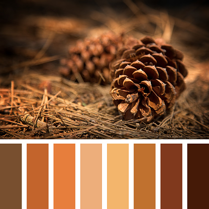 Fir cones on the forest floor with intentional shallow depth of field and vignetting. In a colour palette with complimentary colour swatches.